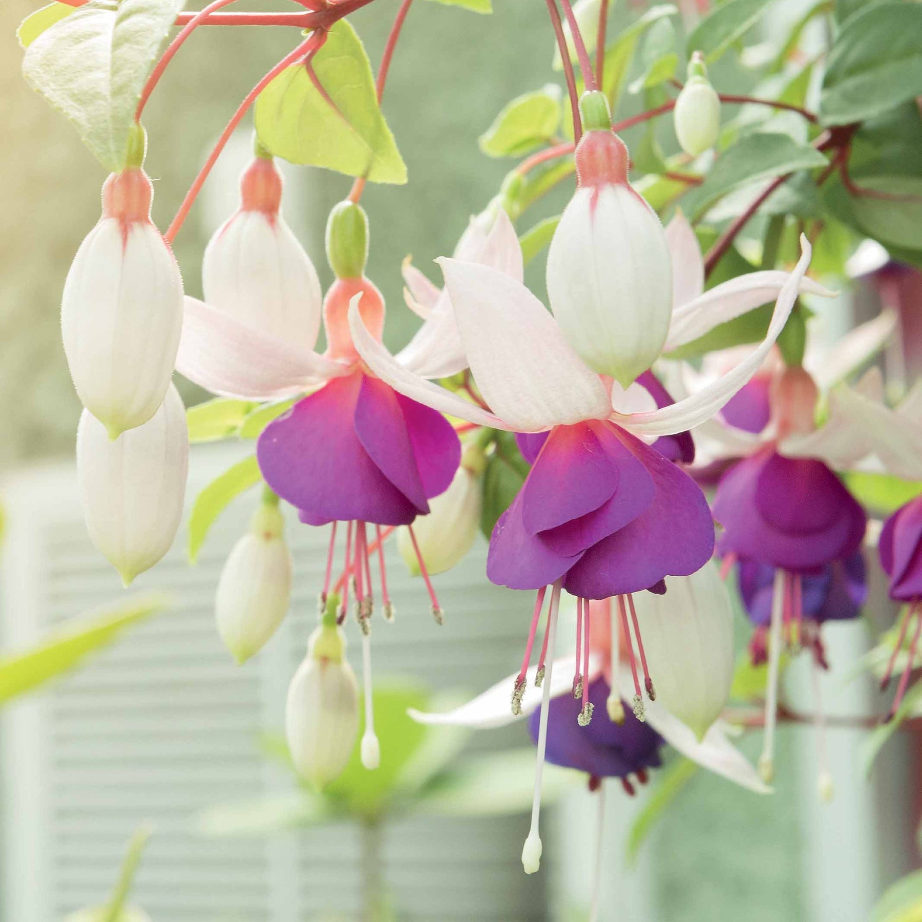 Fuchsia Mix 'Blue Sarah' + 'Annabel' - winterhard (x6) - Willemse