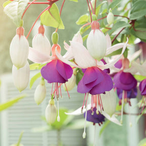 Fuchsia Mix 'Blue Sarah' + 'Annabel' - winterhard (x6) - Willemse