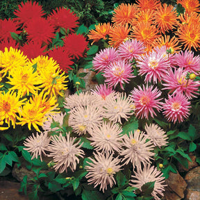 Dahlia Mix 'Compact' (x5) - Willemse