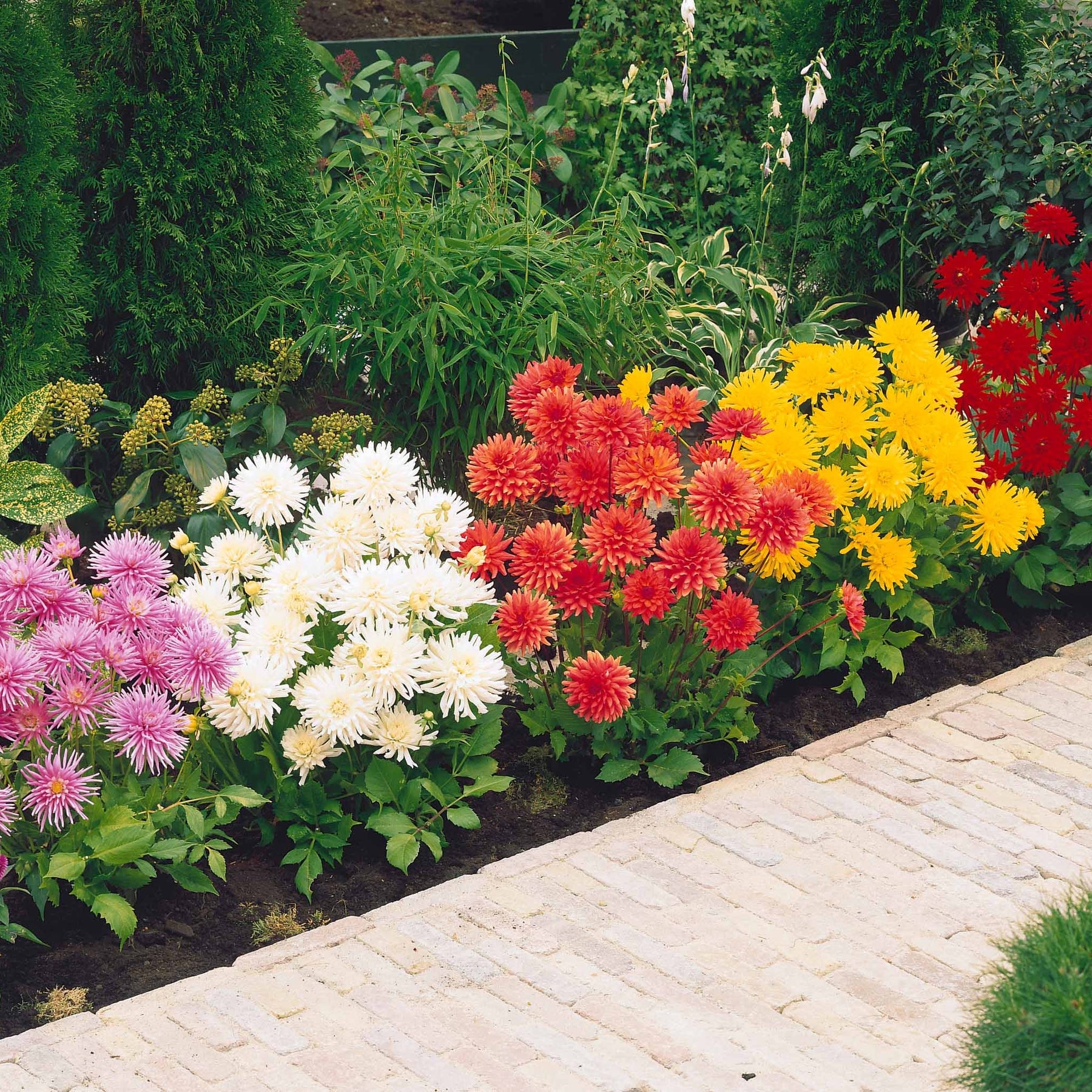 Dahlia Mix 'Compact' (x5) - Dahlia Park Princess, White Happiness, Vrouwe Jacoba - Willemse