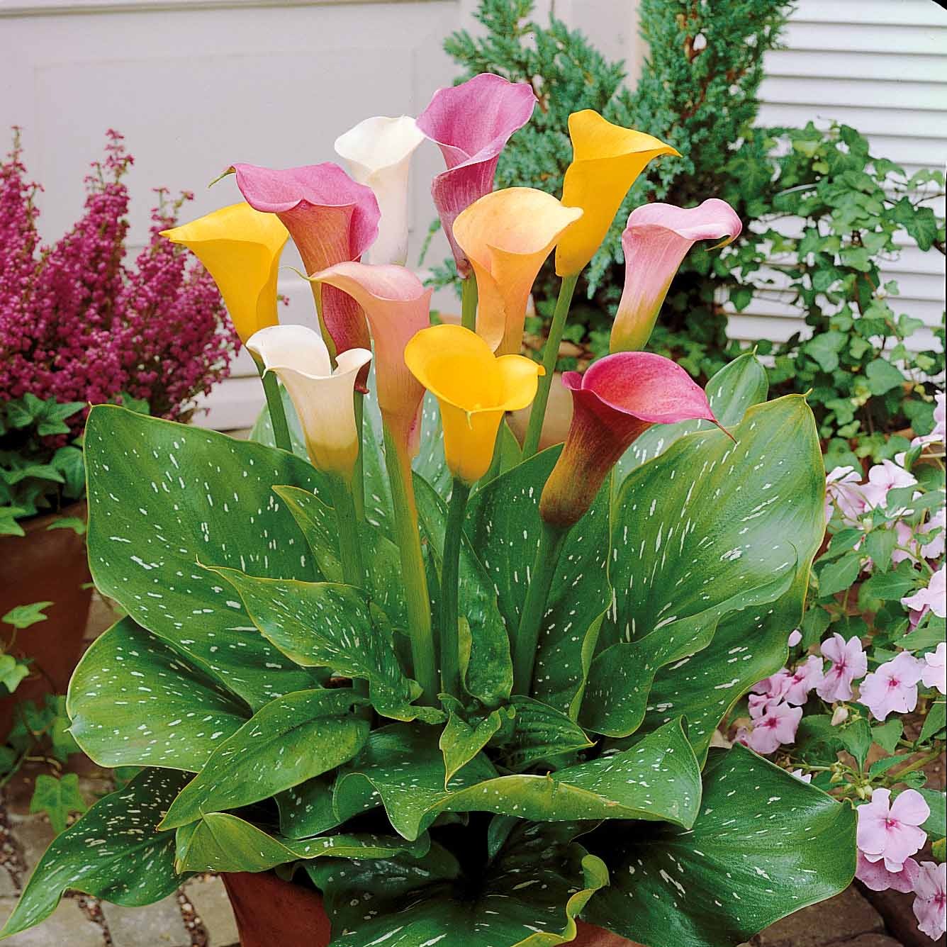 Calla Mix - wit + roze + geel (x3) - Willemse