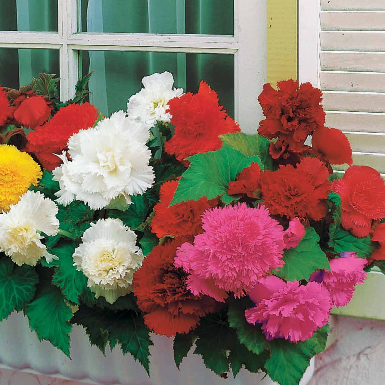 Gefranjerde begonia Mix oranje/geel/rood/roze (x25) - Willemse