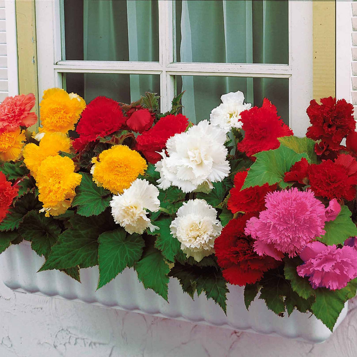 Gefranjerde begonia Mix oranje/geel/rood/roze (x25) - Begonia fimbriata - Zomerbloeiers