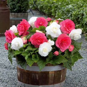 Dubbelbloemige begonia Mix - rose + wit (x6) - Willemse