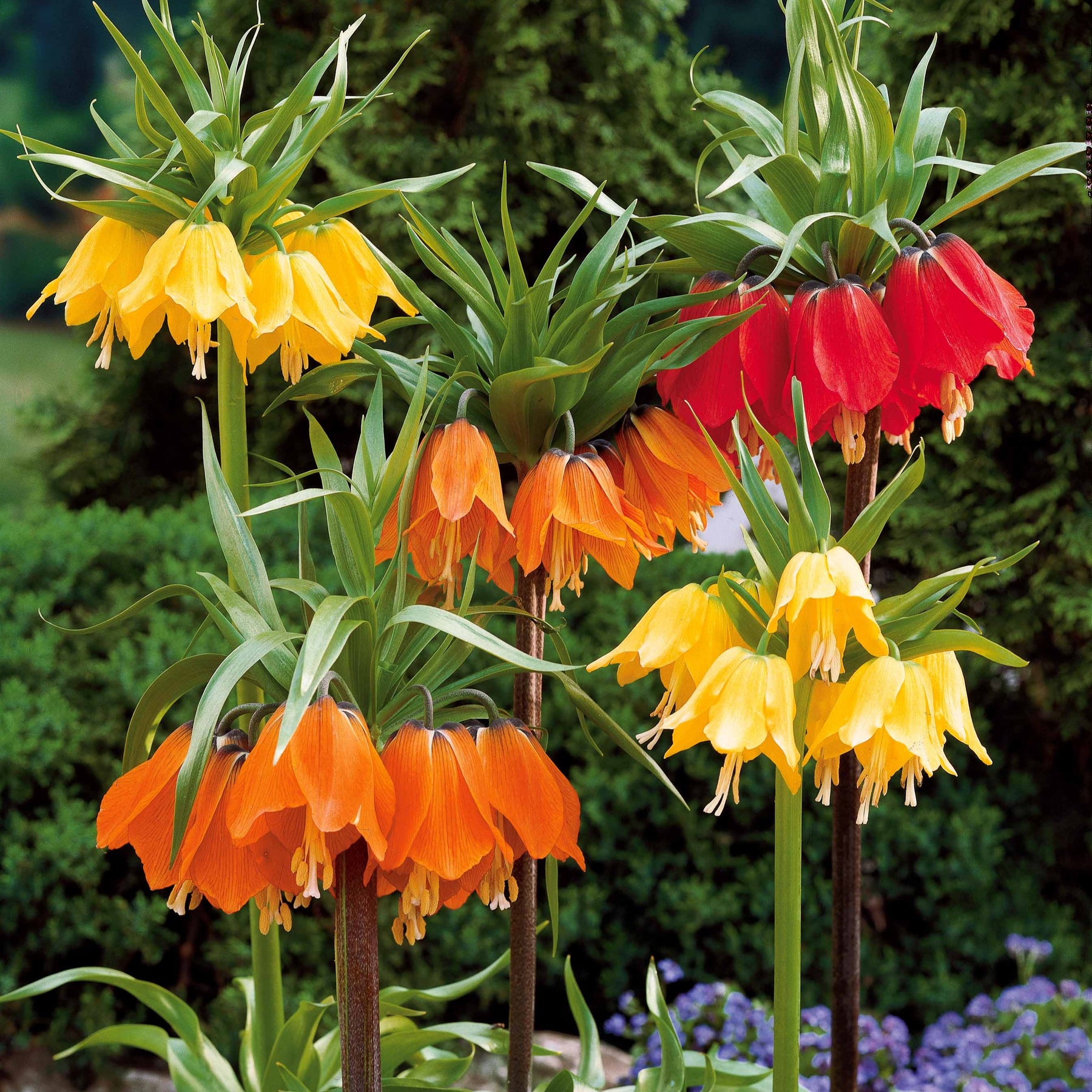 Collectie Keizerskronen (x3) - Fritillaria imperialis - Willemse