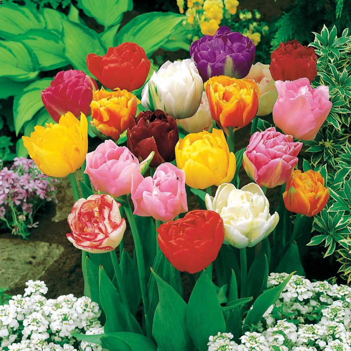 Pioentulpen gemengd (x20) - Tulipa - Willemse