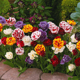 Tulipa - Pioentulpen gemengd (x20) - Tulpen