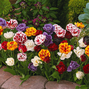 Tulipa - Pioentulpen gemengd (x20) - Tulpen