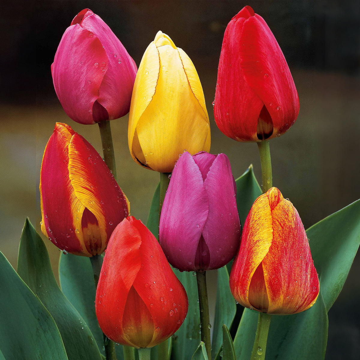 Tulpen Darwin Hybride gemengd (x30) - Willemse