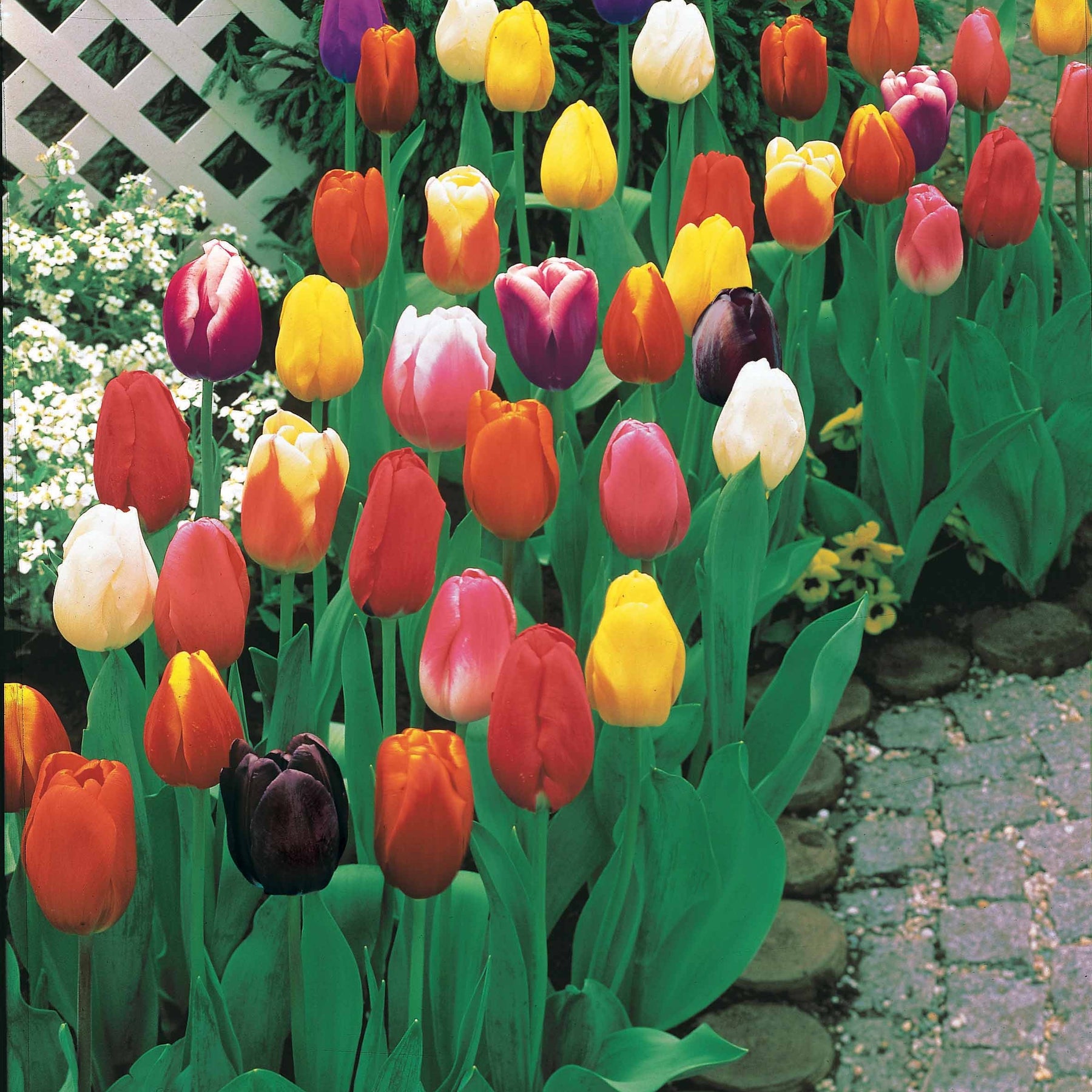 Tulpen - Triumph Tulpen gemengd - Tulipa