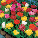 Dubbele Murillo Tulpen gemengd (x60) - Willemse