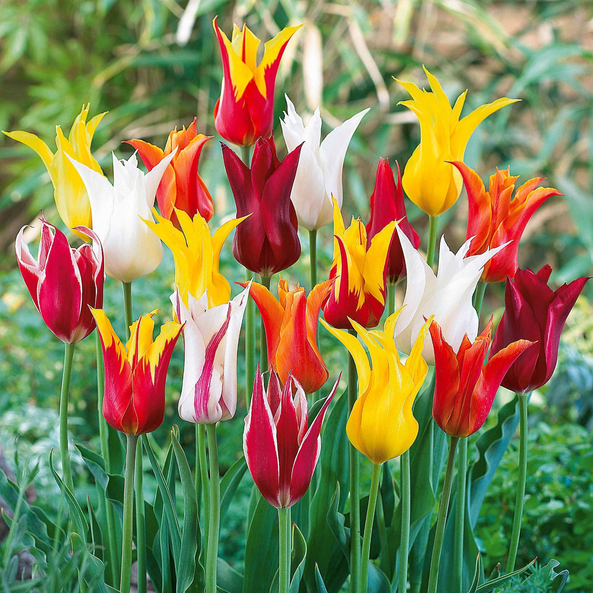 Leliebloemige Tulpen gemengd (x25) - Willemse