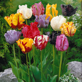 Parkiet tulpen gemengd (x15) - Willemse