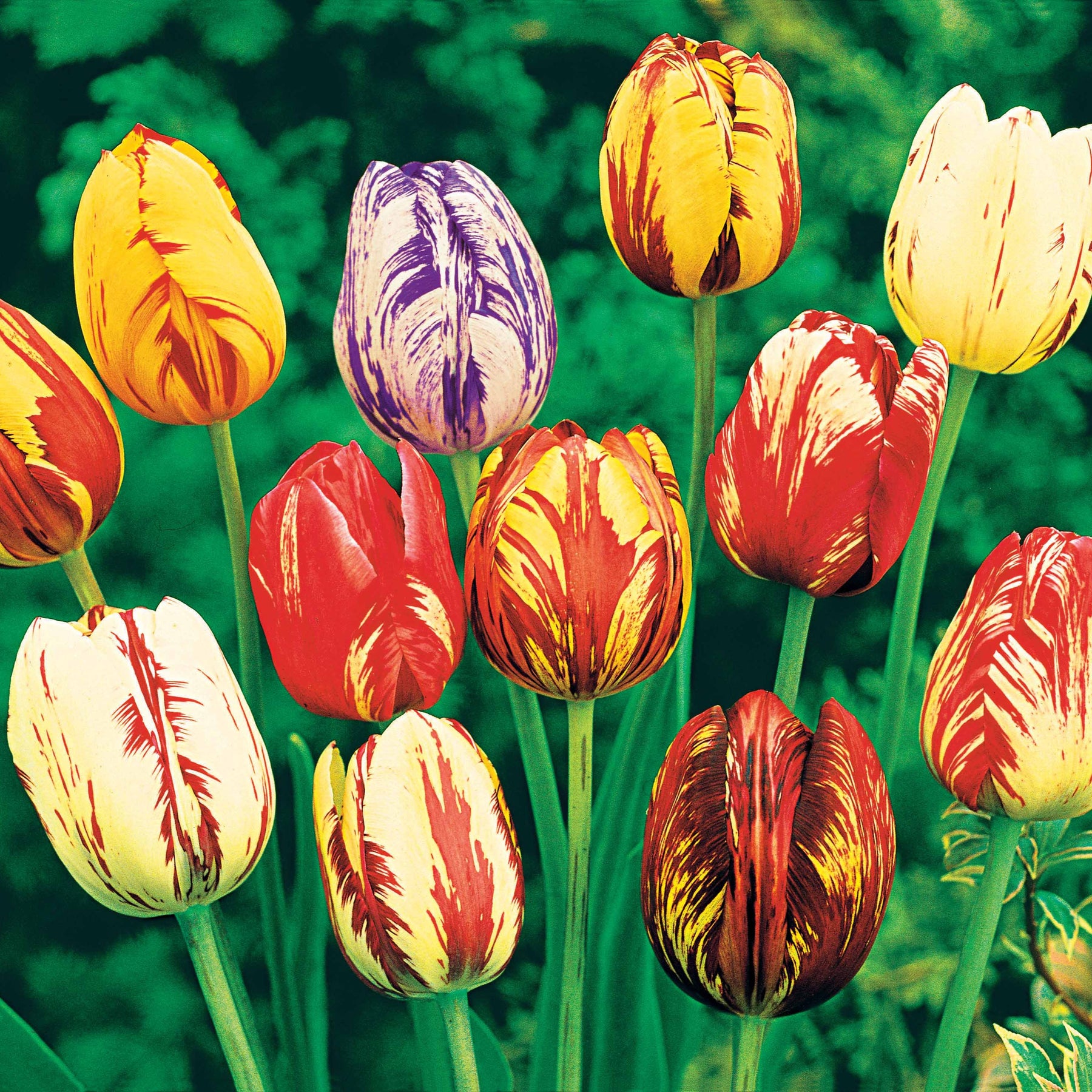 Gevlamde tulpen gemengd (x20) - Tulipa - Willemse