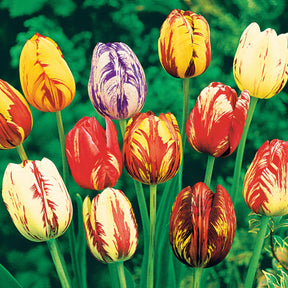 Gevlamde tulpen gemengd (x20) - Tulipa - Willemse