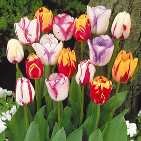 Tulpen - Gevlamde tulpen gemengd (x20) - Tulipa