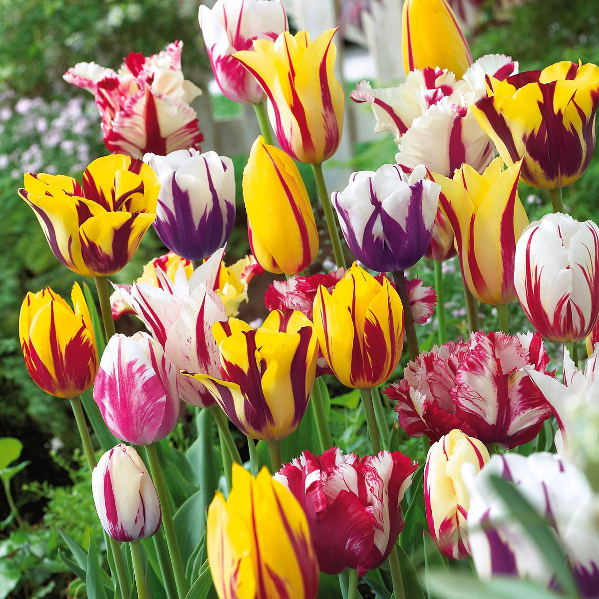 Gevlamde tulpen gemengd (x20) - Willemse