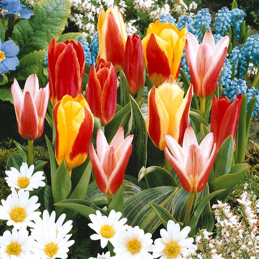 Tulpen Mix '3 maanden bloemen' (x60) - Tulipa - Willemse
