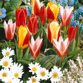 Greigii Tulpen gemengd (x20) - Tulipa kaufmanniana - Willemse