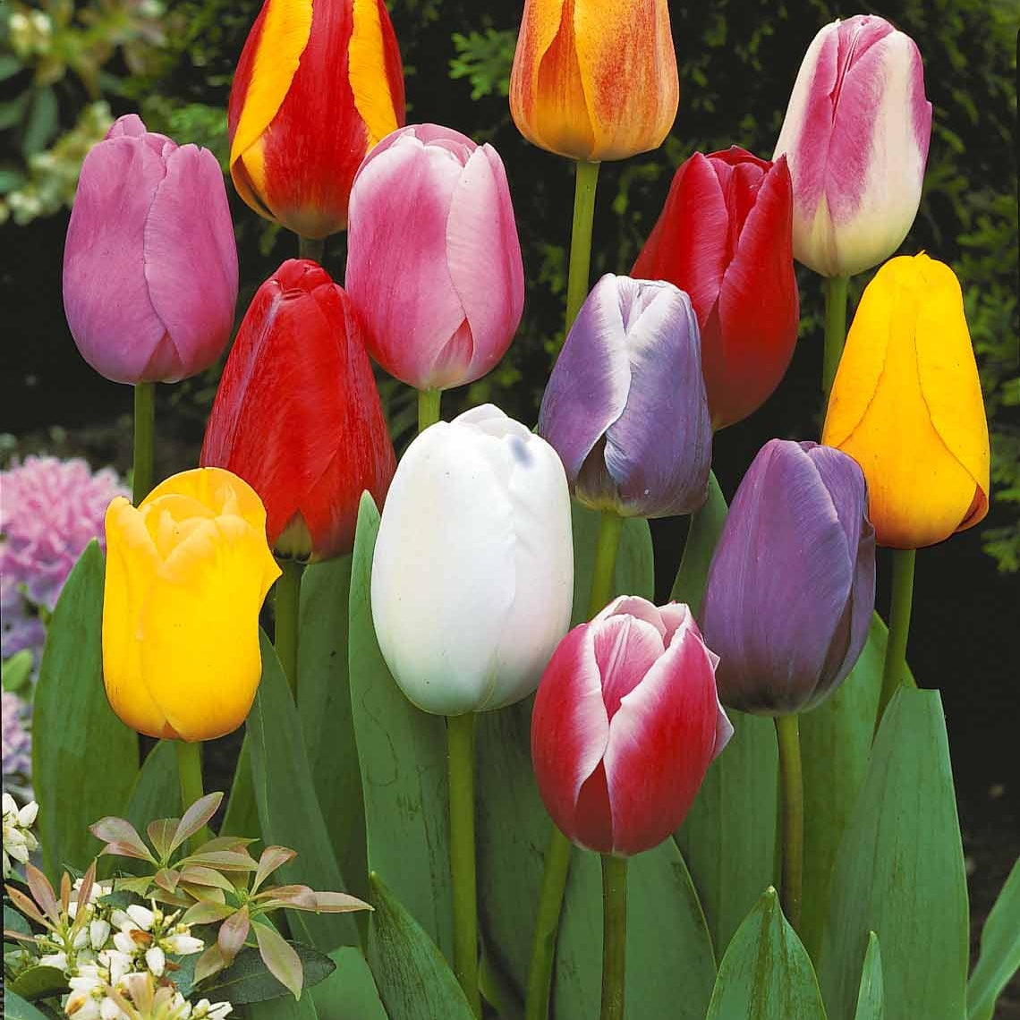 Enkele Late Tulpen gemengd (x20) - Willemse