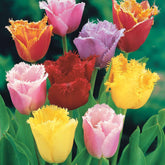 Gefranjerde tulpen gemengd (x20) - Tulipa crispa - Willemse