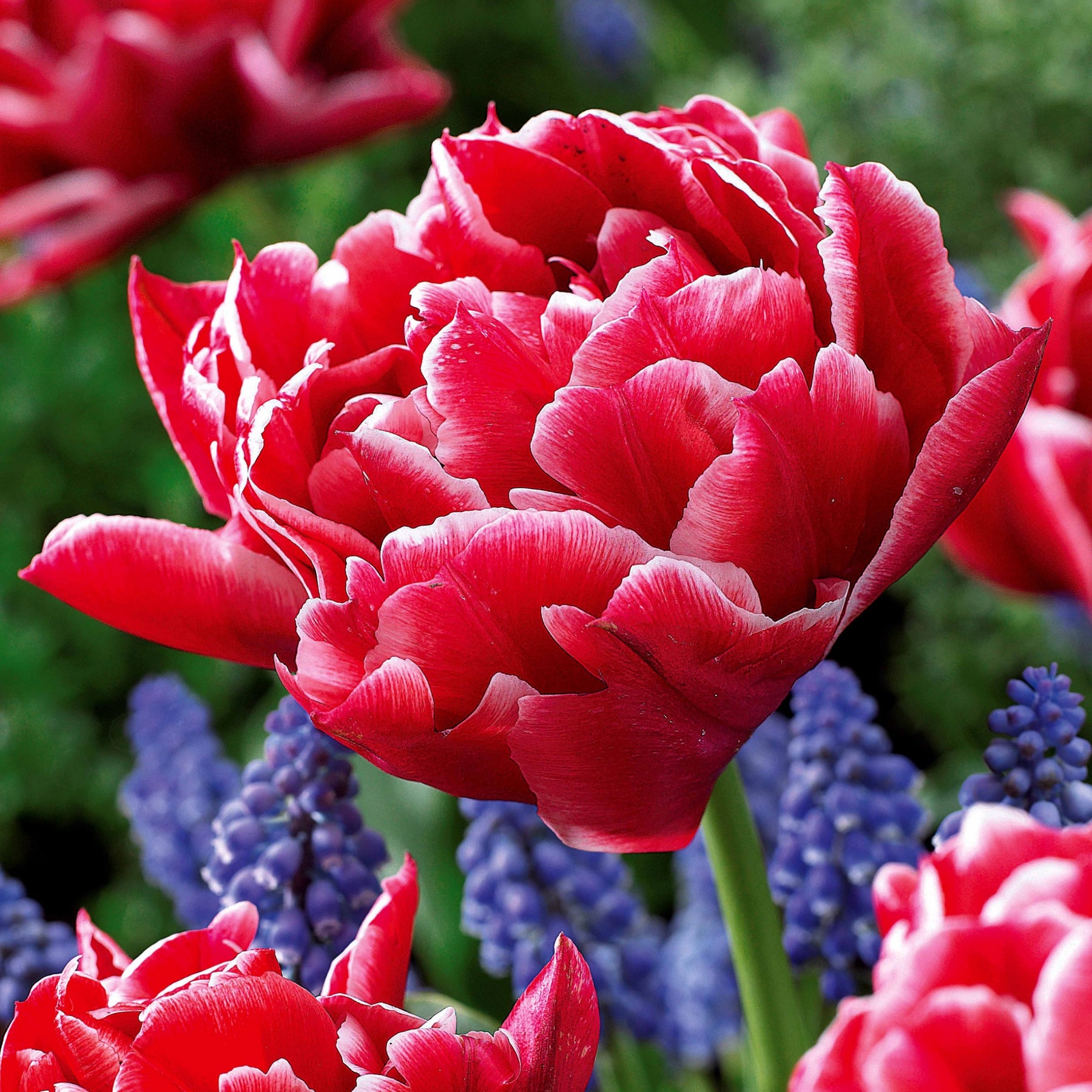 Dubbele Murillo Tulpen gemengd (x25) - Tulipa 'Columbus', 'Sunlover', 'Tabledance' - Willemse