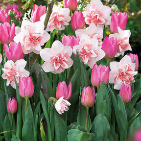 Bloembollenmix 5 'Narcis 'Replète & 10 Tulp 'Candy Prince' - Willemse