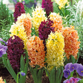 Hyacinthen Collectie: 'Gipsy Queen' + 'Woodstock' + 'City of Haarlem' (x9) - Willemse