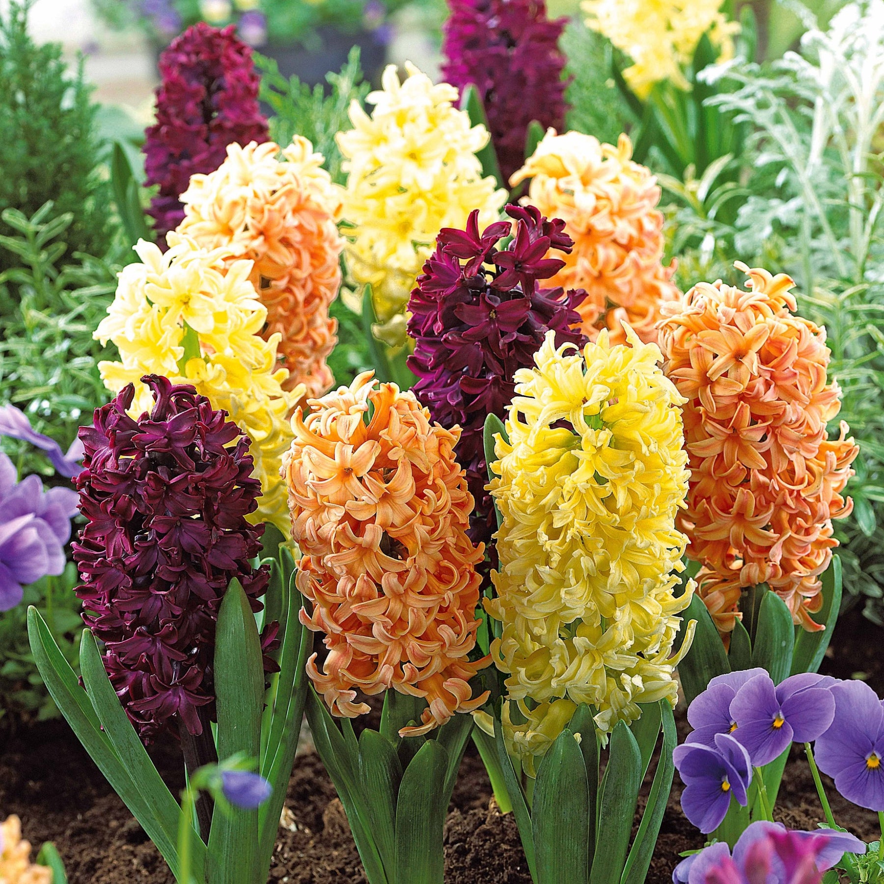 Hyacinthen Collectie: 'Gipsy Queen' + 'Woodstock' + 'City of Haarlem' (x9) - Willemse