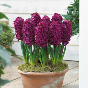 Hyacinthus 'Woodstock', 'Gipsy Queen', 'City of Haarlem' - Hyacinthen Collectie: 'Gipsy Queen' + 'Woodstock' + 'City of Haarlem' (x9) - Hyacint
