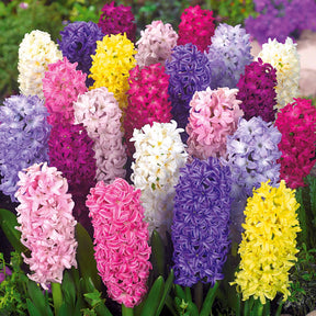 Hyacinthus orientalis - Hyacinthen gemengd - Hyacint