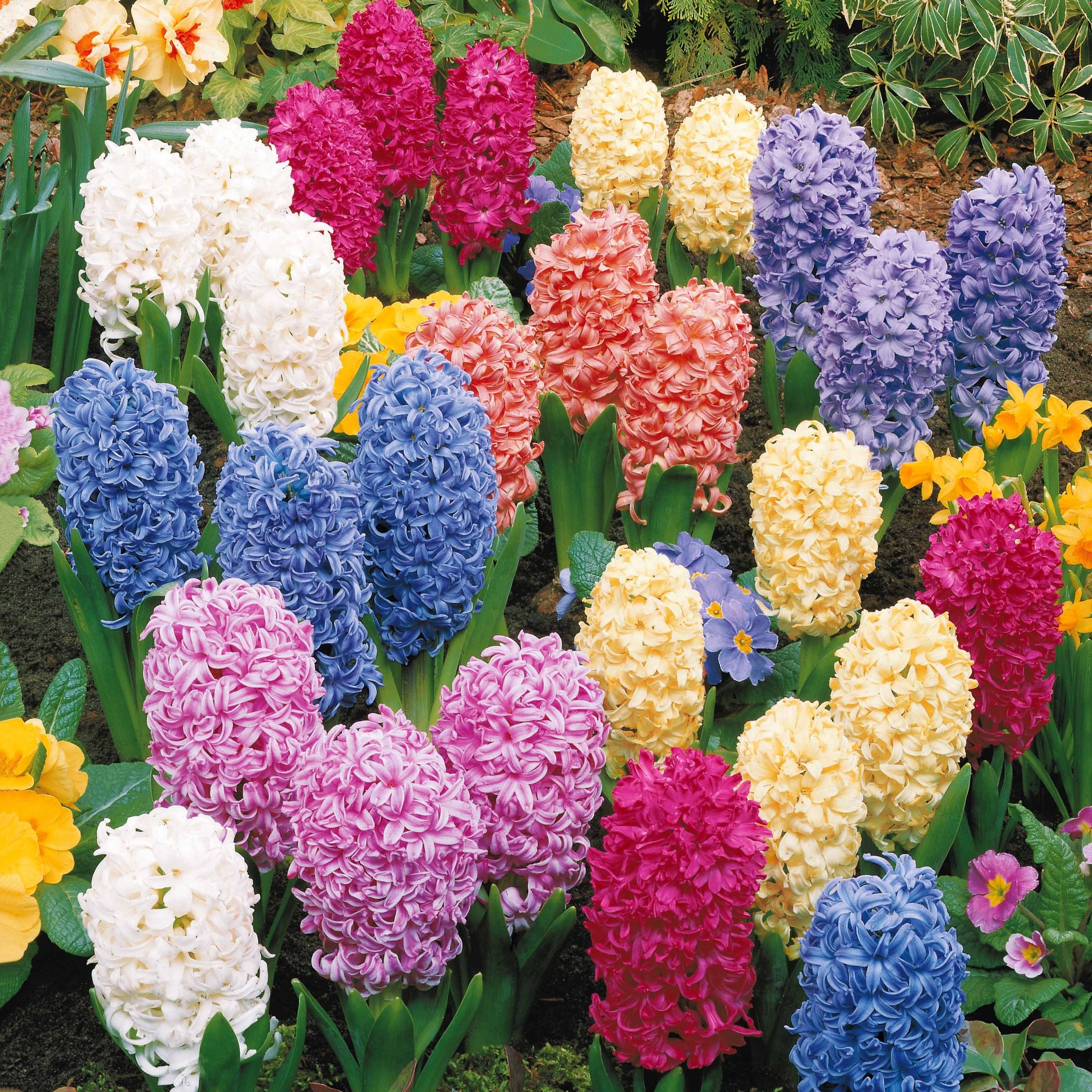 Hyacinthen gemengd - Hyacint - Willemse