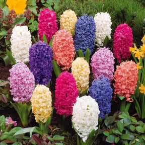 Verkoop Hyacinthen gemengd