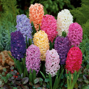Hyacint - Hyacinthen gemengd - Hyacinthus orientalis