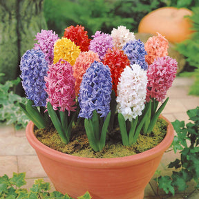 Verkoop Hyacinthen gemengd - Hyacinthus orientalis