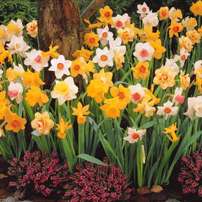 Narcissus - Narcissen gemengd - Narcissen