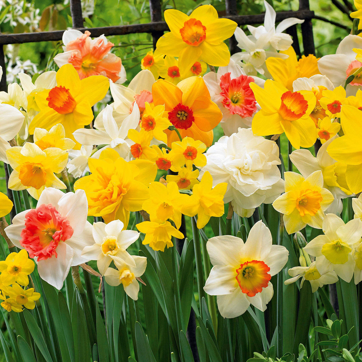 Narcissen gemengd - Willemse