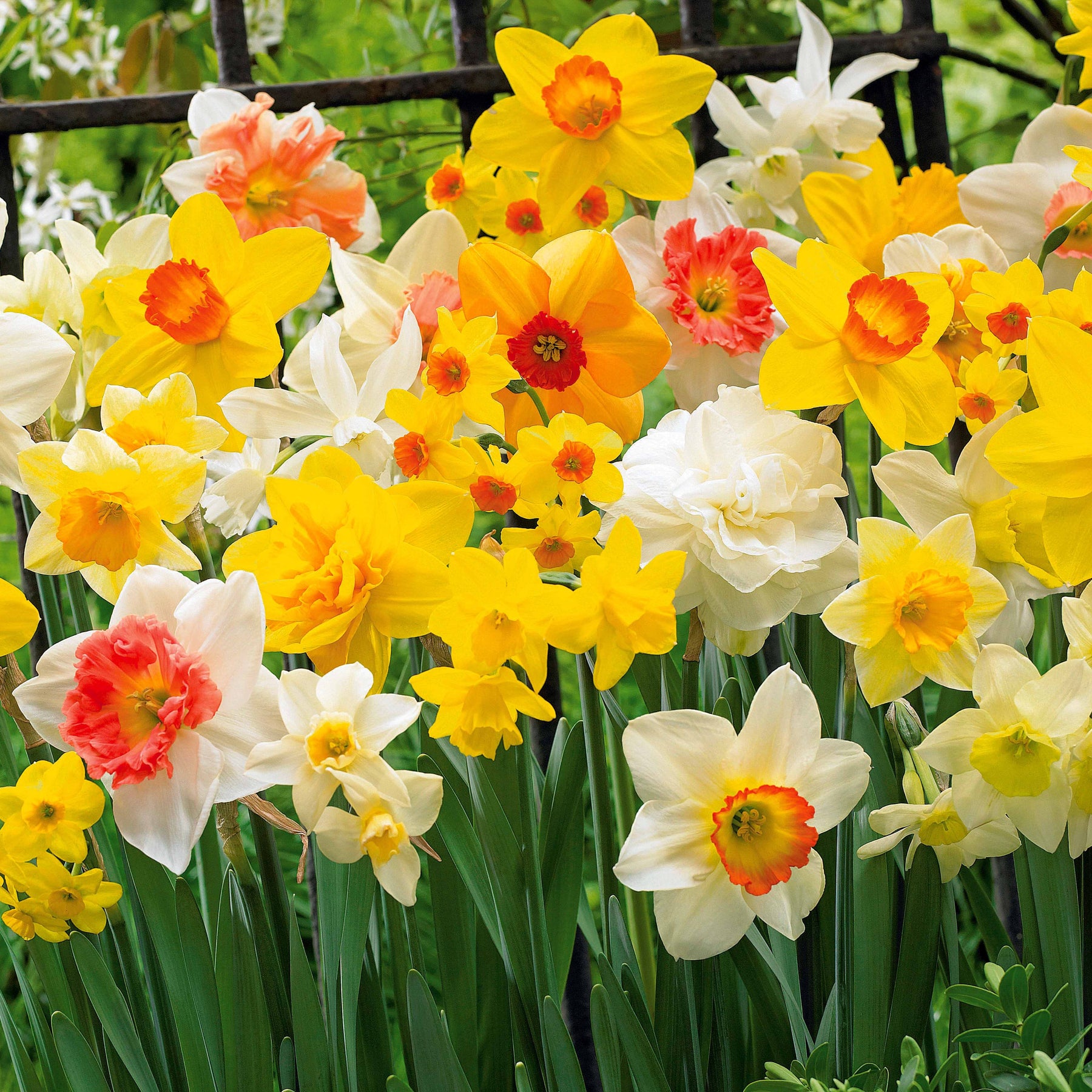 Narcissen gemengd - Willemse