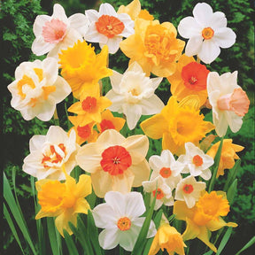 Narcissen gemengd - Narcissus - Willemse
