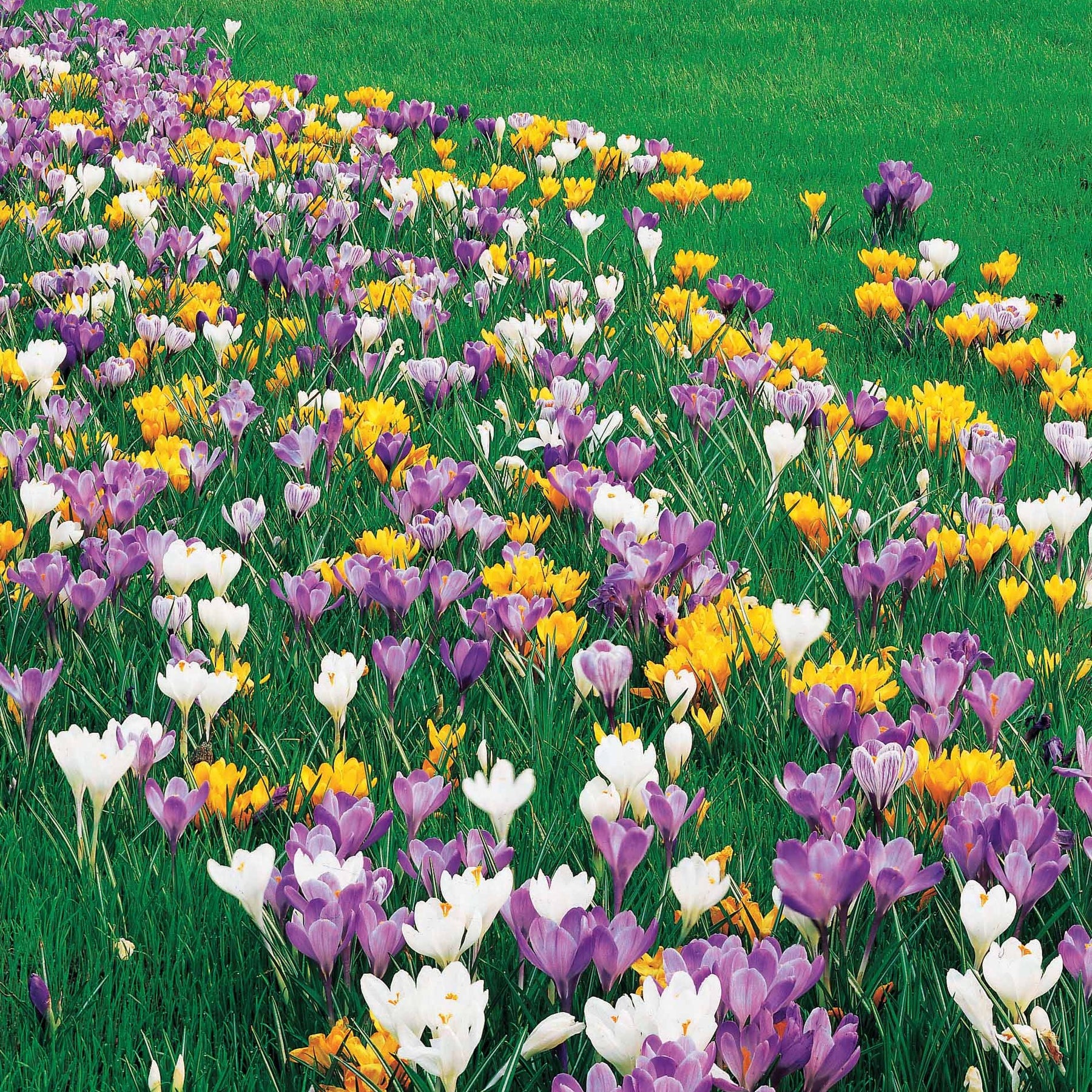 Crocus vernus - Krokus Grootbloemig gemengd - Krokus