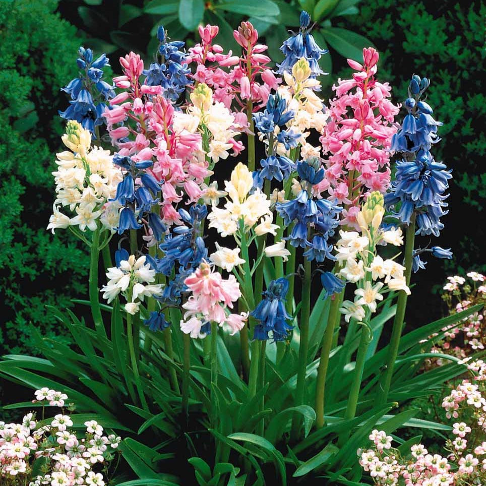 Hyacinthoides gemengd (x5) - Scilla campanulata - Willemse