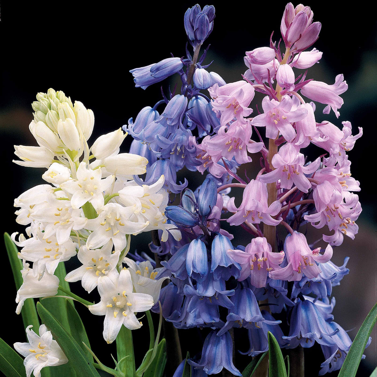 Hyacinthoides gemengd (x5) - Willemse