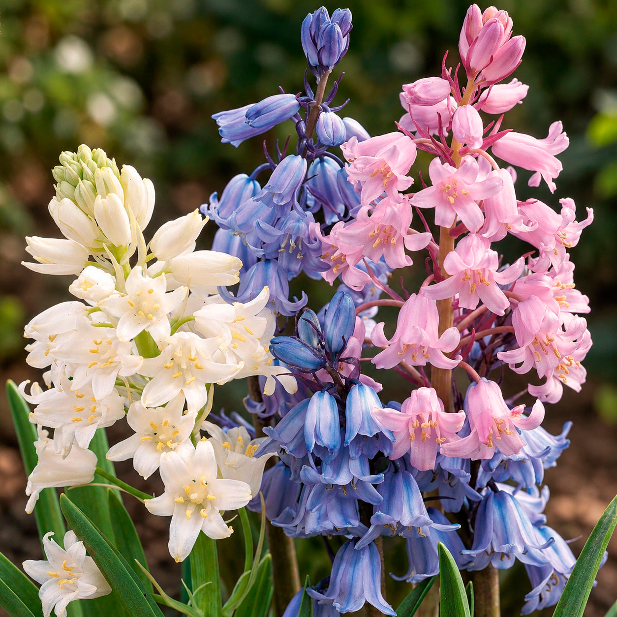 Hyacinthoides gemengd (x5)