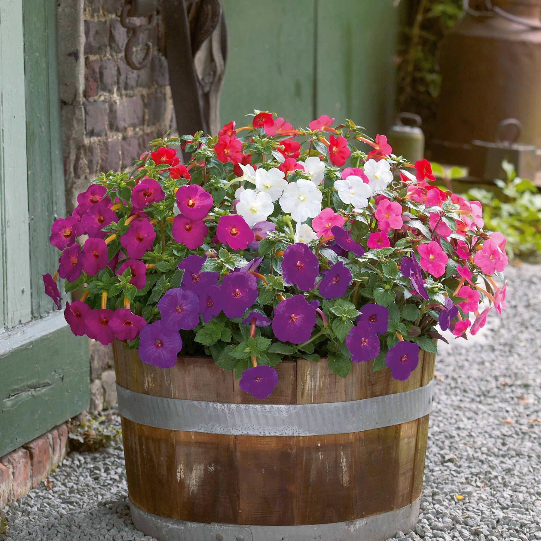 Weduwetranen (x10) - Willemse