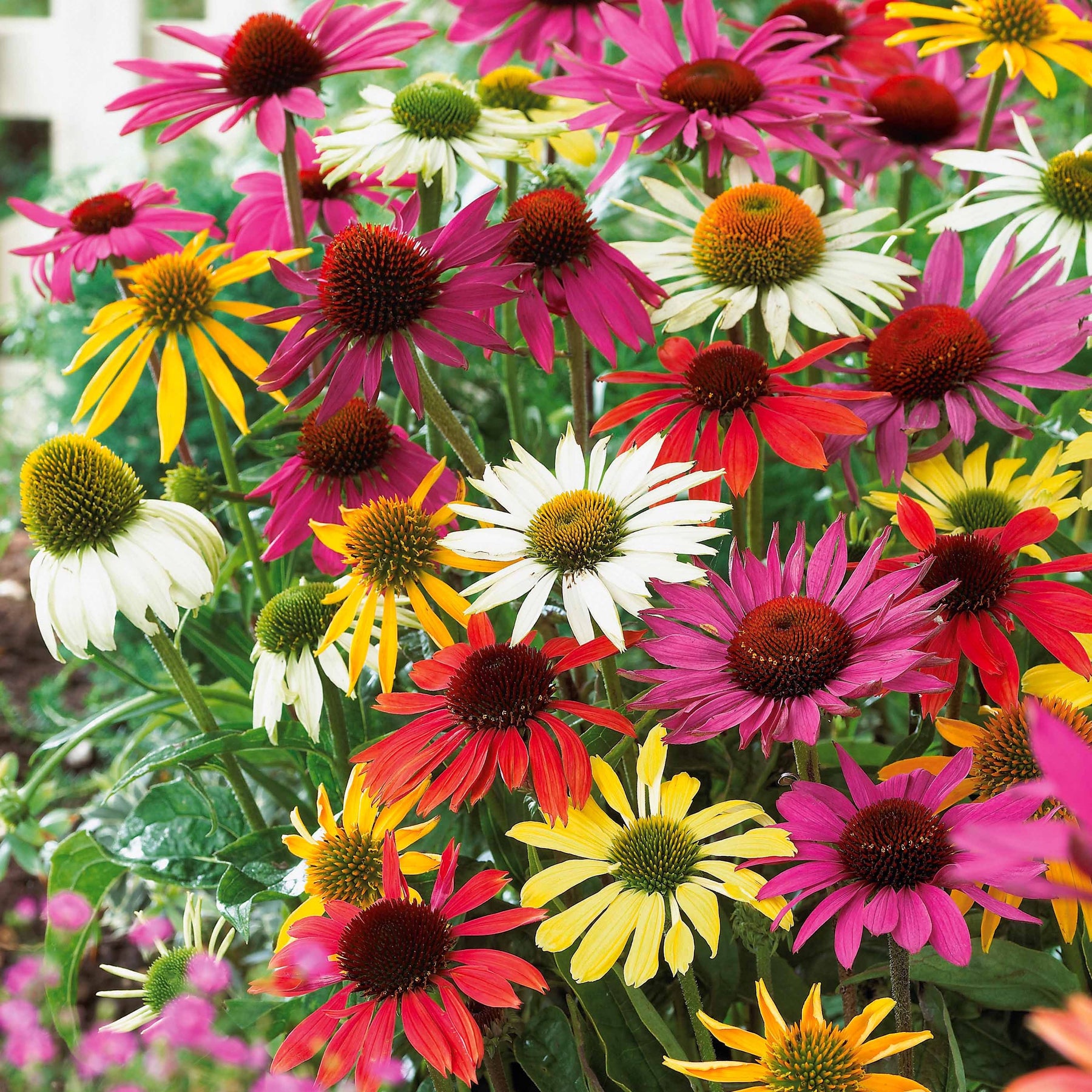 Zonnehoed Mix (x5) - Echinacea butterfly - Willemse