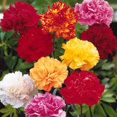 Tuinanjer 'Triomphe' (x6) - Dianthus caryophyllus triomphe - Willemse