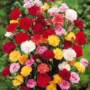 Tuinanjer 'Triomphe' (x6) - Willemse