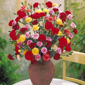 Anjers - Dianthus - Tuinanjer 'Triomphe' (x6) - Dianthus caryophyllus triomphe