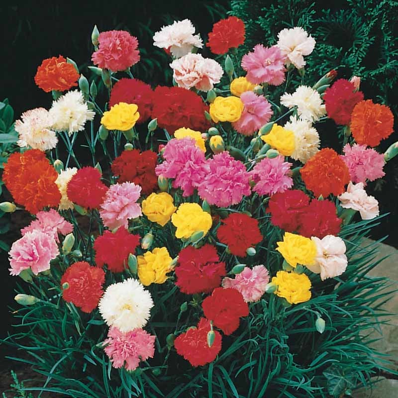 Dianthus caryophyllus triomphe - Tuinanjer 'Triomphe' (x6) - Anjers - Dianthus