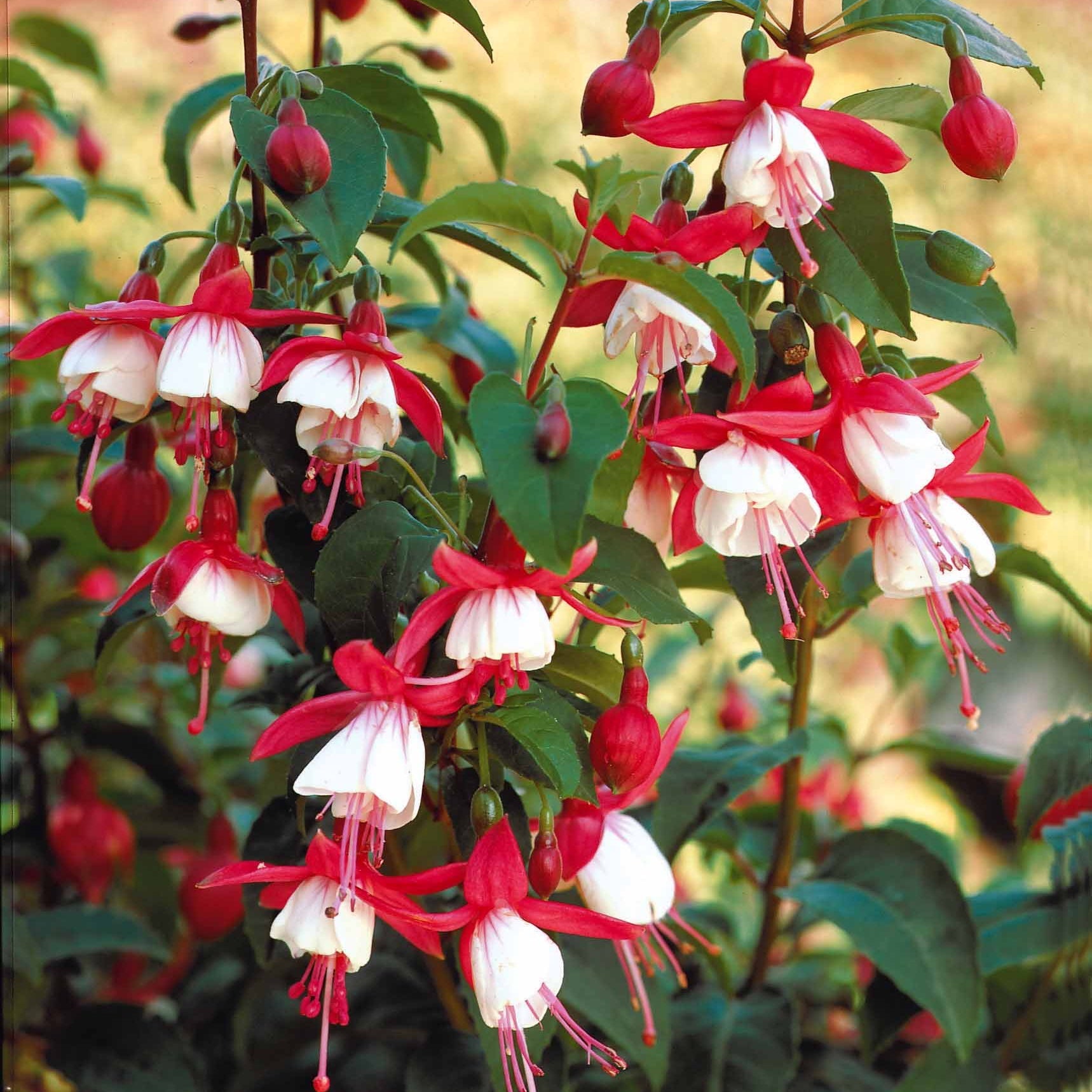 Fuchsia Mme Cornelissen,  Brilliant - Bellenplant Mix 'Madame Cornelissen' + 'Brilliant' (x3) - Fuchsia